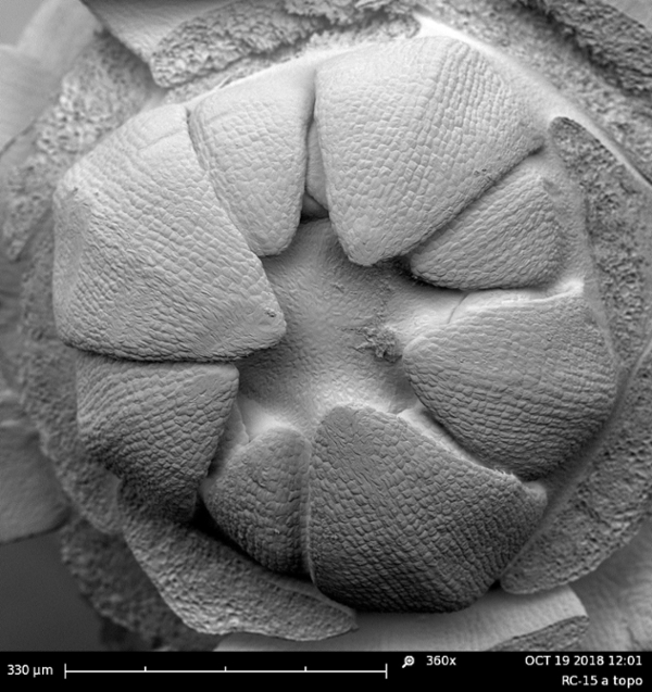 SEM of developing flax tip